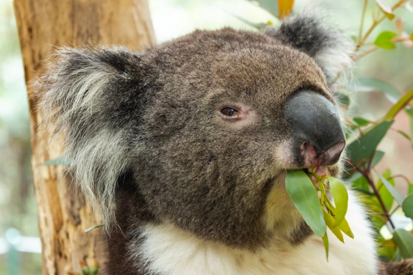 31 adelaide umgebung 13